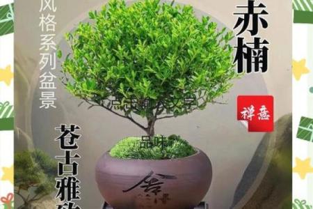 金丝楠木在家居风水中的独特作用解析