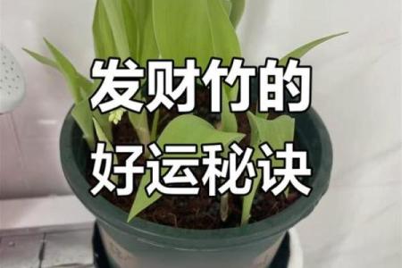 为何养竹子能为家庭带来好运与财运