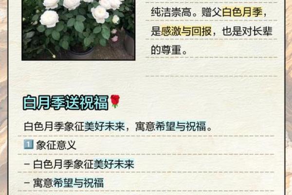 白的名字背后隐藏的深意与象征