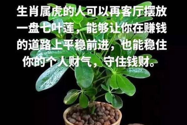 属虎人运势指南：把握机遇，避免陷阱