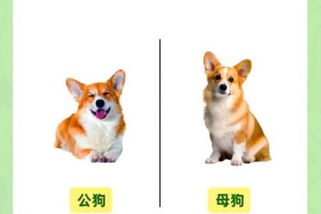 狗男狗女适合做伴侣吗