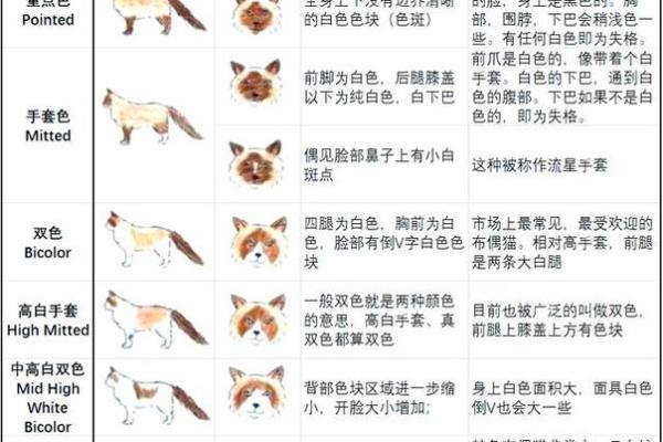 布偶猫名字的文化意义与命名建议 布偶猫名字的文化意义与命名建议