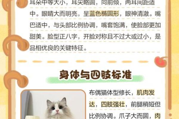 布偶猫名字的文化意义与命名建议 布偶猫名字的文化意义与命名建议