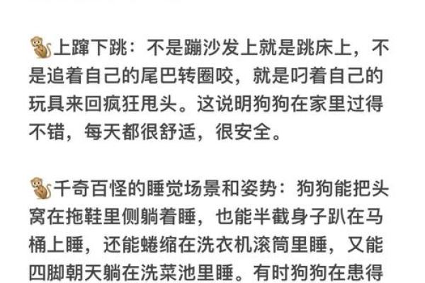 狗与人相配的秘密:情感连接背后的科学 狗与人相配的秘密:情感连接背后的科学
