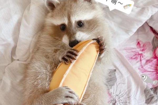 从萌到威猛:为熊起名字的完美指南 从萌到威猛:为熊起名字的完美指南