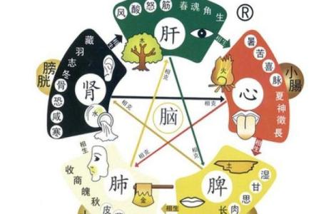 琥珀五行之谜：探索其在五行理论中的独特地位