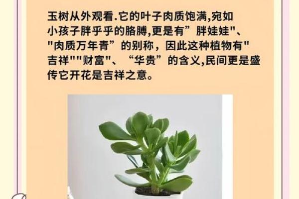 打造财运磁场的十种风水植物 打造财运磁场的十种风水植物