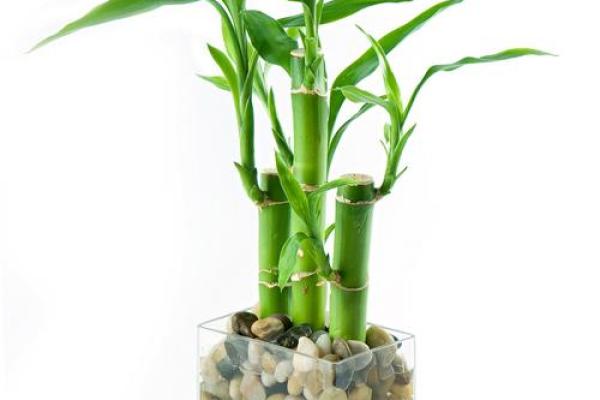 打造财运磁场的十种风水植物 打造财运磁场的十种风水植物