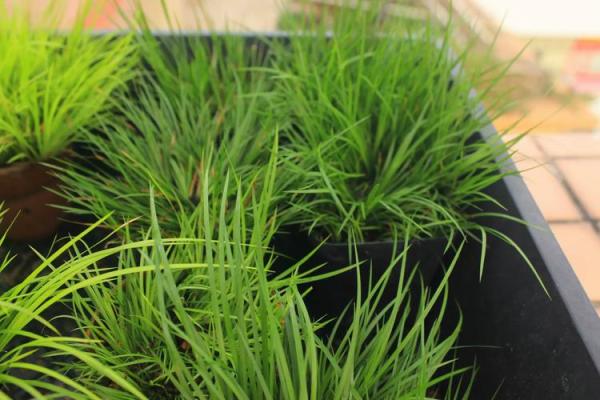 菖蒲植物如何提升家居风水气场