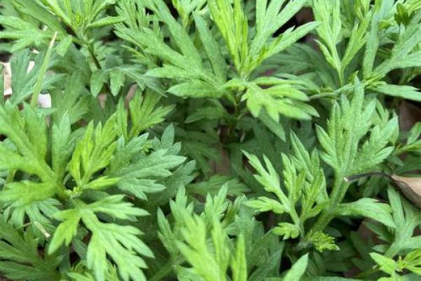 艾的名字寓意解析与文化象征 艾的名字寓意解析与文化象征