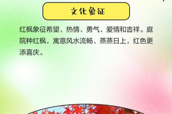 办公室风水布局：红枫助力事业发展的秘密