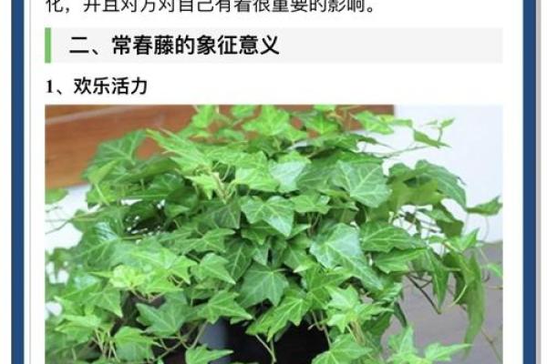 常春藤家居风水隐患及其解决方法分析