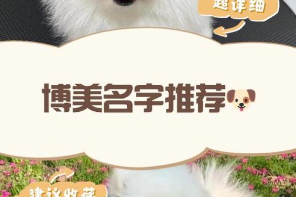 博美名字的由来与寓意解析 博美名字的由来与寓意解析