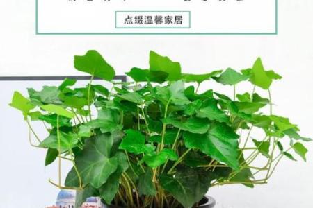 常春藤家居风水隐患及其解决方法分析