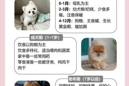 博美名字的由来与寓意解析