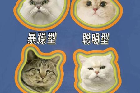 从五行角度看猫咪：揭开喵的性格秘密