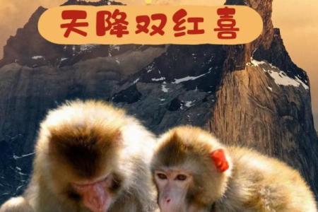 属猴运势月度详解：从一月到十二月的运程变化
