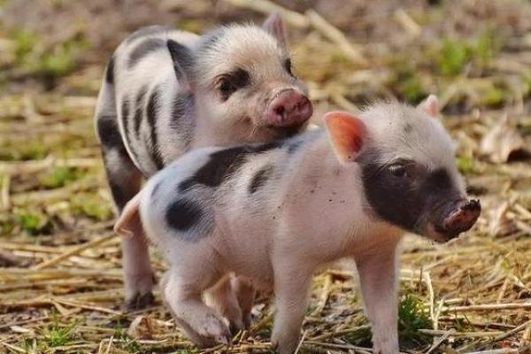 解读牛马婚姻:性格差异与相处之道 解读牛马婚姻:性格差异与相处之道