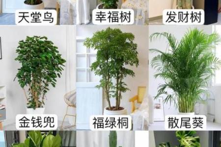 打造和谐办公室风水的小植物