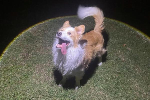 边牧的名字：从牧场到家庭的转变