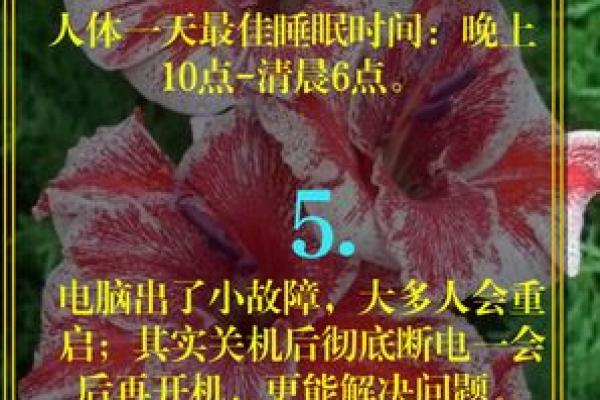 婚姻属相配对的关键因素与和谐生活的秘密