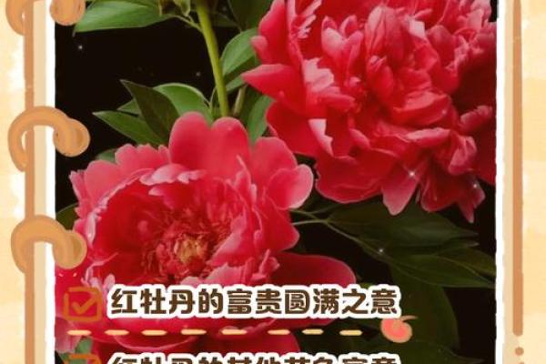 不同文化中的花朵名字与象征意义