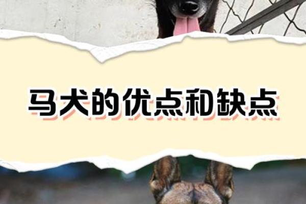 狗与马性格互补，搭配生活是否理想