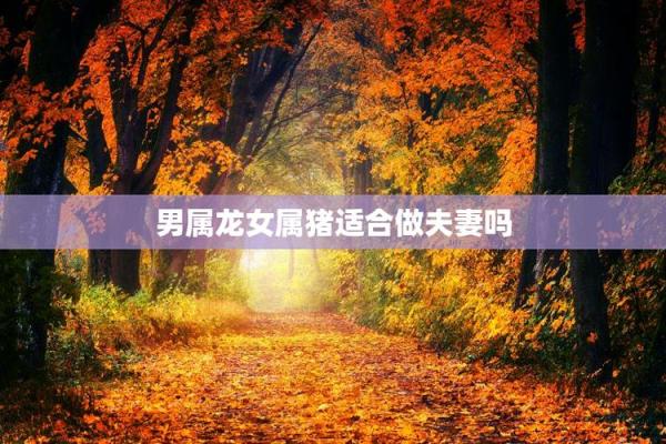 属猪与属龙的婚配分析：两者是否合适？