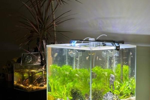 定制鱼缸如何提升家居风水效果
