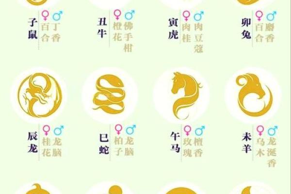 属什么生肖？全面解析你的生肖年龄