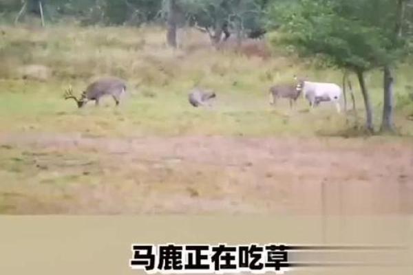 从养殖角度看马与羊的相配性