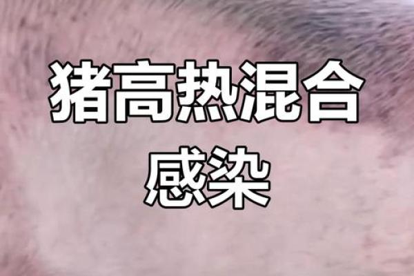 病猪命的深层含义与背后社会现象解析