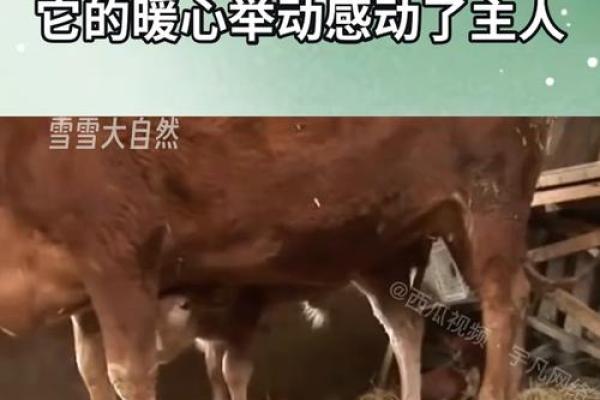 牛与狗：天生搭档还是相互冲突？