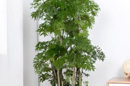 办公桌植物摆放风水技巧提升工作运势