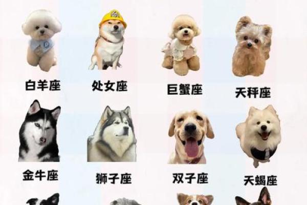 十二星座配对指南，助你找到最理想伴侣