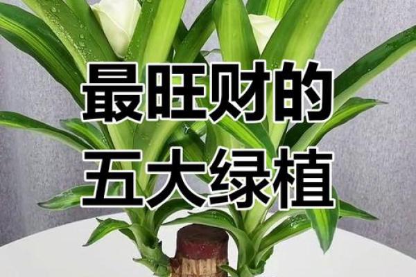 打造财运聚集地：招财植物风水指南