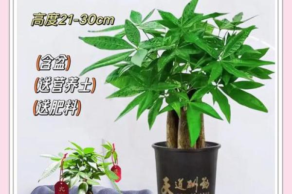 打造财运聚集地：招财植物风水指南