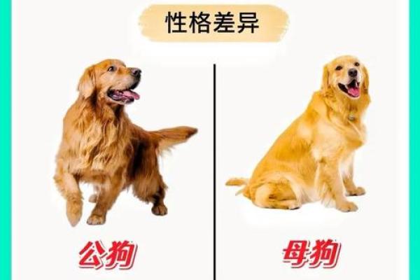 鸡女与狗男是否合适 解析两者的匹配度