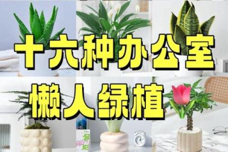办公室风水必备的小型植物选择