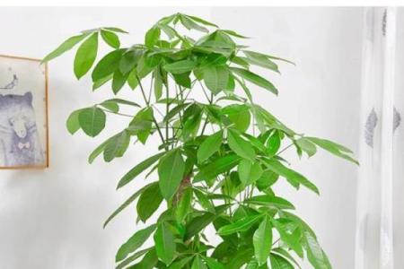 办公室布置风水细节助你步步高升
