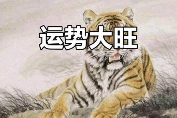 本命年属虎的事业发展和机遇