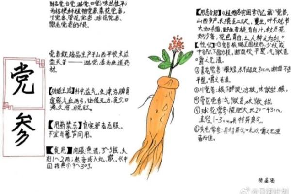 从古至今，草药如何影响我们的健康生活