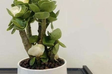 办公室摆放多肉植物的风水讲究