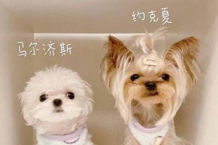 创意满分的可爱狗狗名字推荐