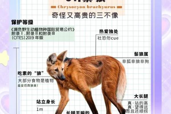 从动物世界中汲取灵感，如何为公司取个响亮名字