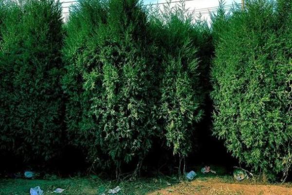 柏树命的含义与命理解析