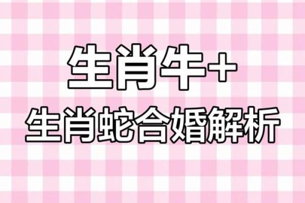 男属牛女属牛的缘分与婚姻适配度评估