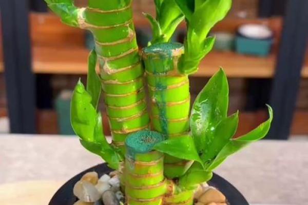 办公室风水必备：竹子助力事业发展的摆放技巧