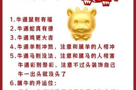 属鼠人的本命年吉凶祸福分析