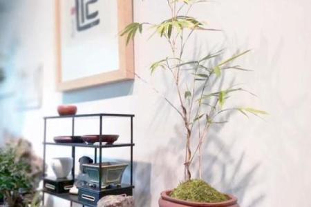 办公室风水必备：竹子助力事业发展的摆放技巧